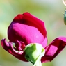 薔薇の薗＿Ⅳ