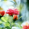 薔薇の薗＿Ⅵ