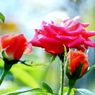 薔薇の薗＿Ⅶ