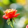 薔薇の薗＿Ⅷ
