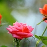 薔薇の薗＿Ⅸ