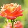 薔薇の薗＿⑪