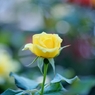 薔薇の薗＿⑫