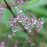 花雫