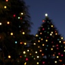 クリスマスツリー