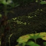 苔