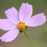 Two Lost Petal