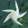 開花直前