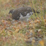 雷鳥さん