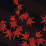 紅葉 -映える-