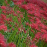 日本一の曼珠沙華群生地