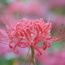 雨の曼珠沙華3