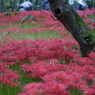 雨の曼珠沙華公園