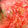 紅の誘惑