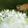 skipper butterfly