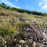種池山荘から爺ヶ岳１