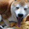 あくび