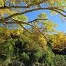 紅葉の柏原新道１