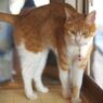 ちび助役