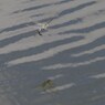 飛ぶ