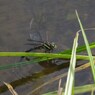 水辺の草に掴まって-1