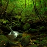 Deep Forest