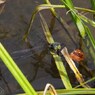 水辺の草に掴まって-2
