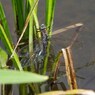 水辺の草に掴まって-3