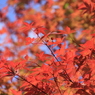 一足はやい紅葉　in　黒部