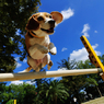 Jumping