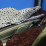 【シンクロないずど睡眠グぅー】