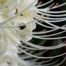 彼岸花3