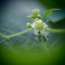 アレチウリの花