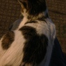 Photo 51