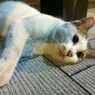 Photo 41