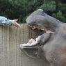 福岡市動物園　お食事中のカバちゃん