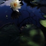 木陰に咲く