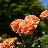 Flower 003