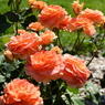 Flower 006