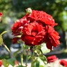 Flower 007