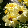 Flower 010