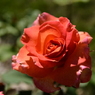 Flower 012