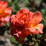 Flower 013