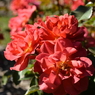Flower 014