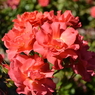 Flower 015