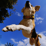Jumper