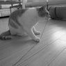 ヒッパル