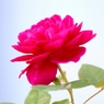 紅薔薇