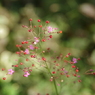 秋の線香花火-2