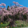 一本桜 - 紅枝垂地蔵ザクラ